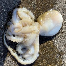 苅谷波止で何が釣れるか初釣行 一応キス狙い!